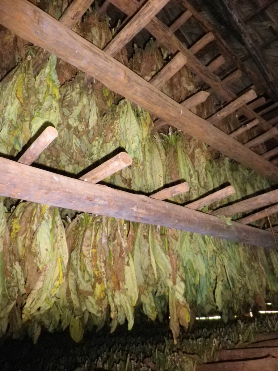 Tobacco Farm19.jpg